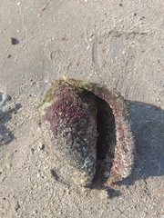 Titanostrombus galeatus