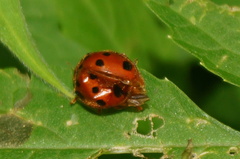 Epilachna tredecimnotata