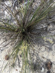 Lomandra brevis