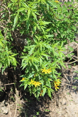 Electranthera mutica