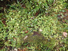 Microlaena carsei