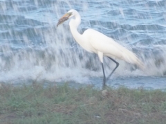 Ardea alba