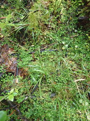 Microlaena carsei