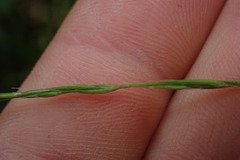 Microlaena carsei