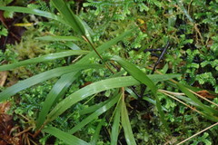 Microlaena carsei