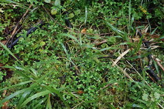 Microlaena carsei