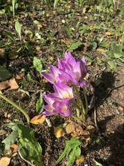 Colchicum