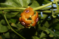 Macroscepis diademata