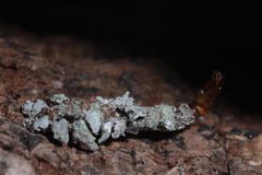 Lepidoptera