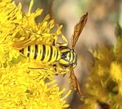 Eucerceris provancheri