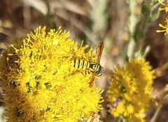 Eucerceris provancheri