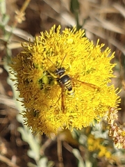 Eucerceris provancheri