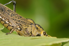 Taeniopoda citricornis