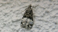 Scoparia minusculalis