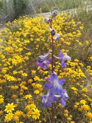 Delphinium recurvatum