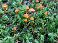 Mycena strobilinoidea