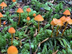Mycena strobilinoidea