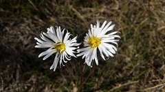 Brachyscome decipiens