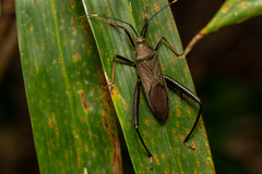Notobitus meleagris