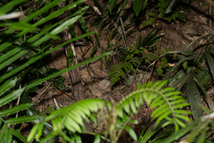 Melogale subaurantiaca