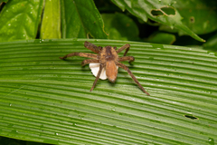 Heteropoda pingtungensis