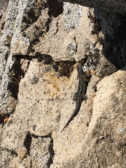 Sceloporus occidentalis taylori