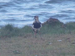 Vanellus chilensis
