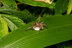 Heteropoda pingtungensis