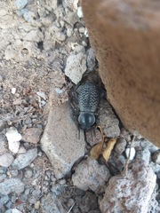 Cryptoglossa variolosa