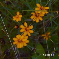 Tagetes lemmonii