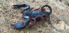 Opisthacanthus