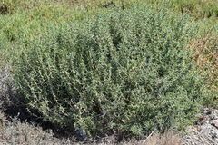 Salsola soda