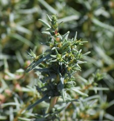 Salsola soda