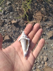 Persististrombus granulatus