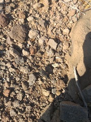 Cryptoglossa variolosa