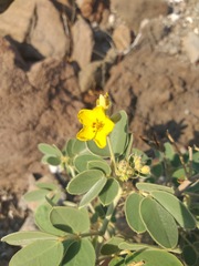 Senna confinis