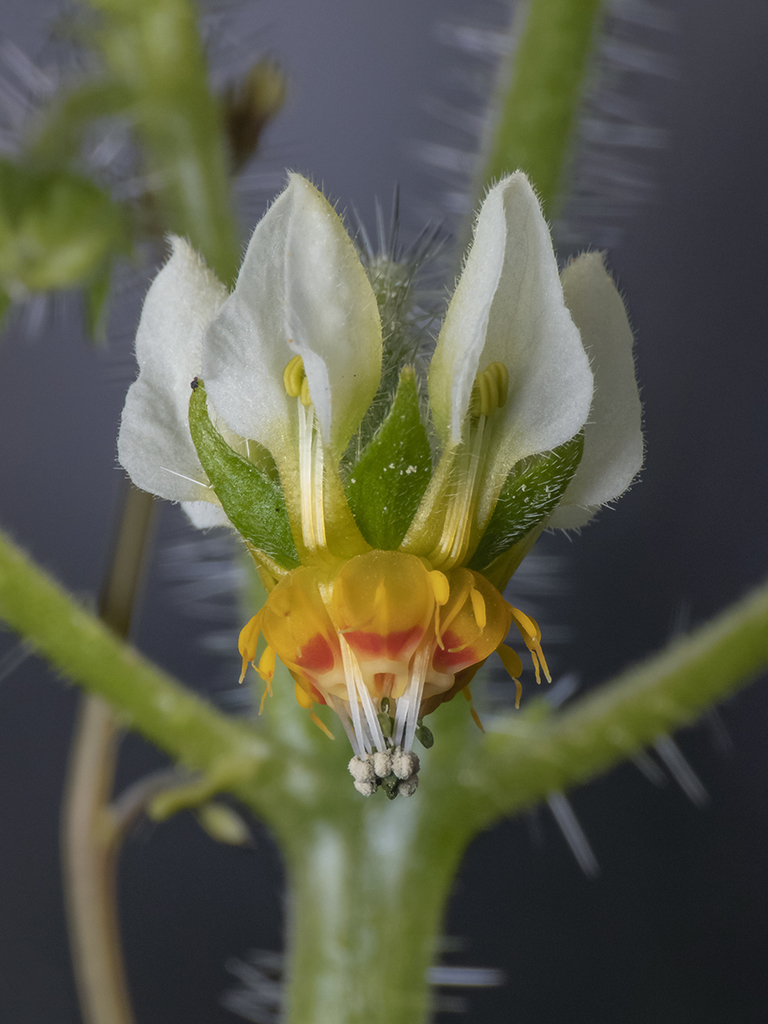 Ortiga blanca