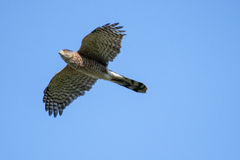 Accipiter cooperii