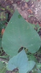 Dioscorea villosa
