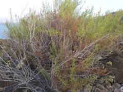 Xylothamia diffusa