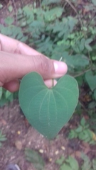 Dioscorea villosa