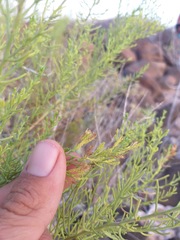 Xylothamia diffusa