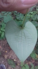 Dioscorea villosa
