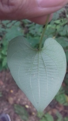 Dioscorea villosa