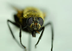 Mesembrina decipiens