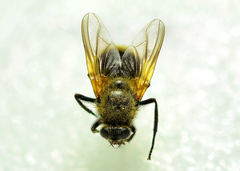 Mesembrina decipiens