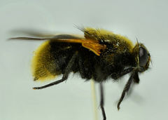 Mesembrina decipiens