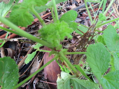Pelargonium vitifolium