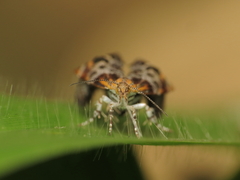 Choreutidae