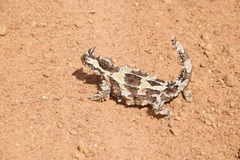 Moloch horridus